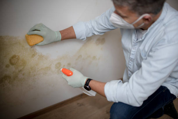 Best DIY Mold Remediation Support Services in Menasha, WI