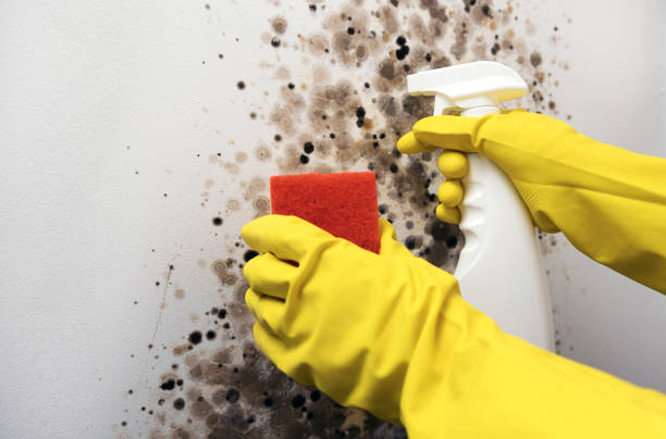 Best Commercial Mold Remediation in Menasha, WI